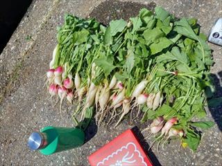野菜栽培